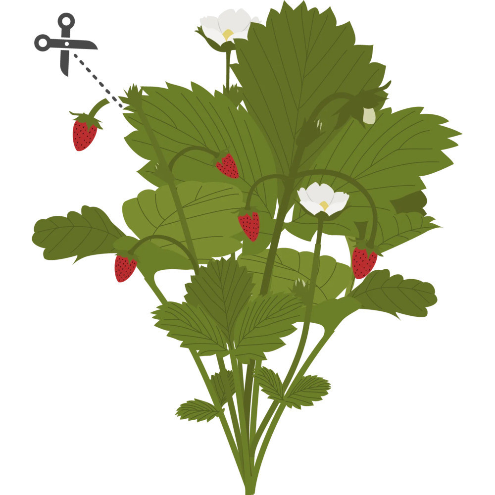 Tippek a sikeres termesztéshez